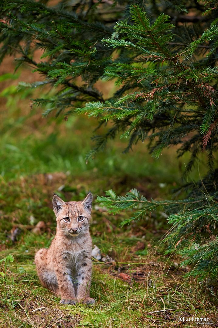 Jungluchs (Lynx lynx)