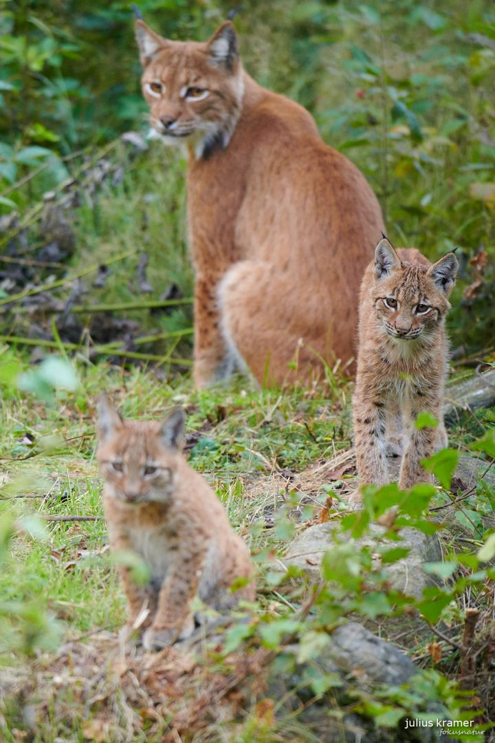 Luchsfamilie