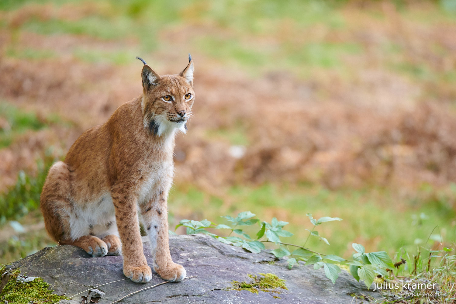 Eurasischer Luchs (Lynx lynx)