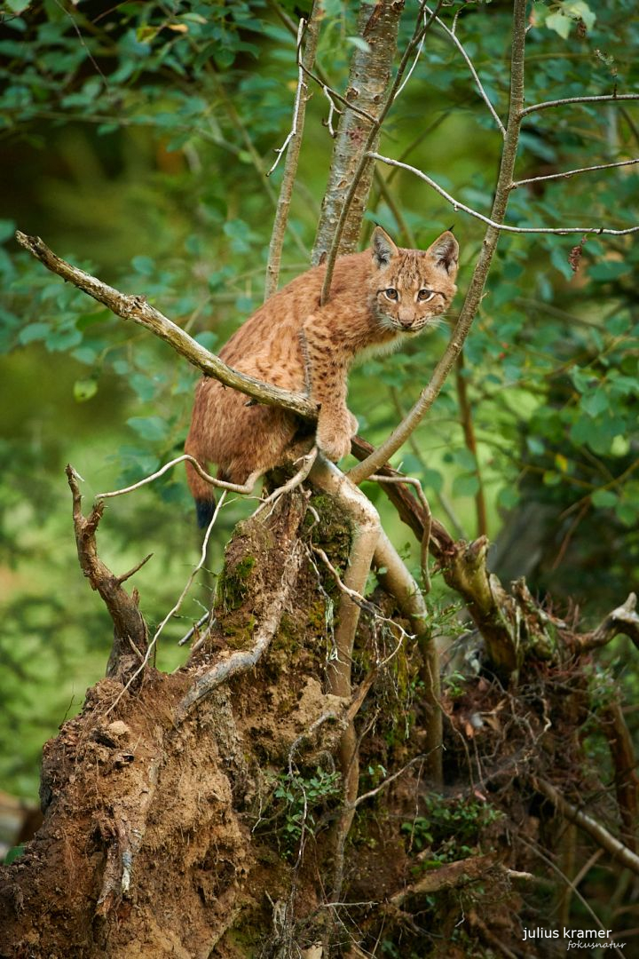 Jungluchs (Lynx lynx)