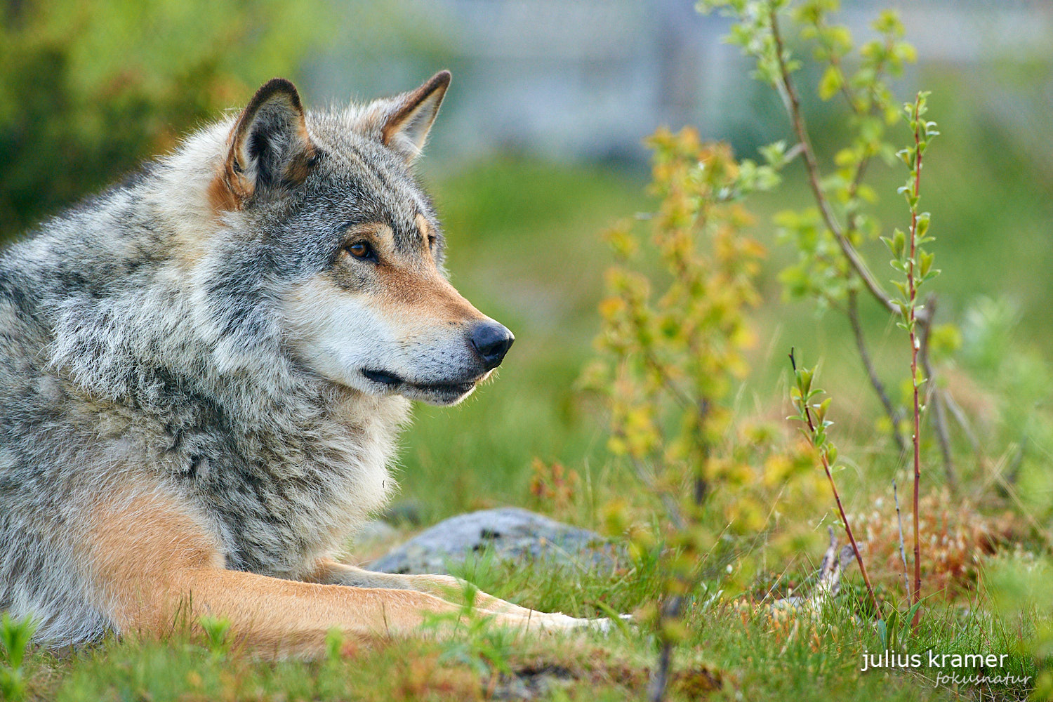 Europäischer Wolf (Canis lupus)