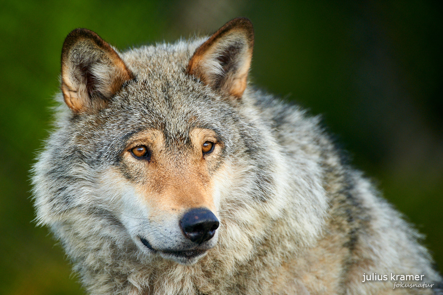 Europäischer Wolf (Canis lupus)