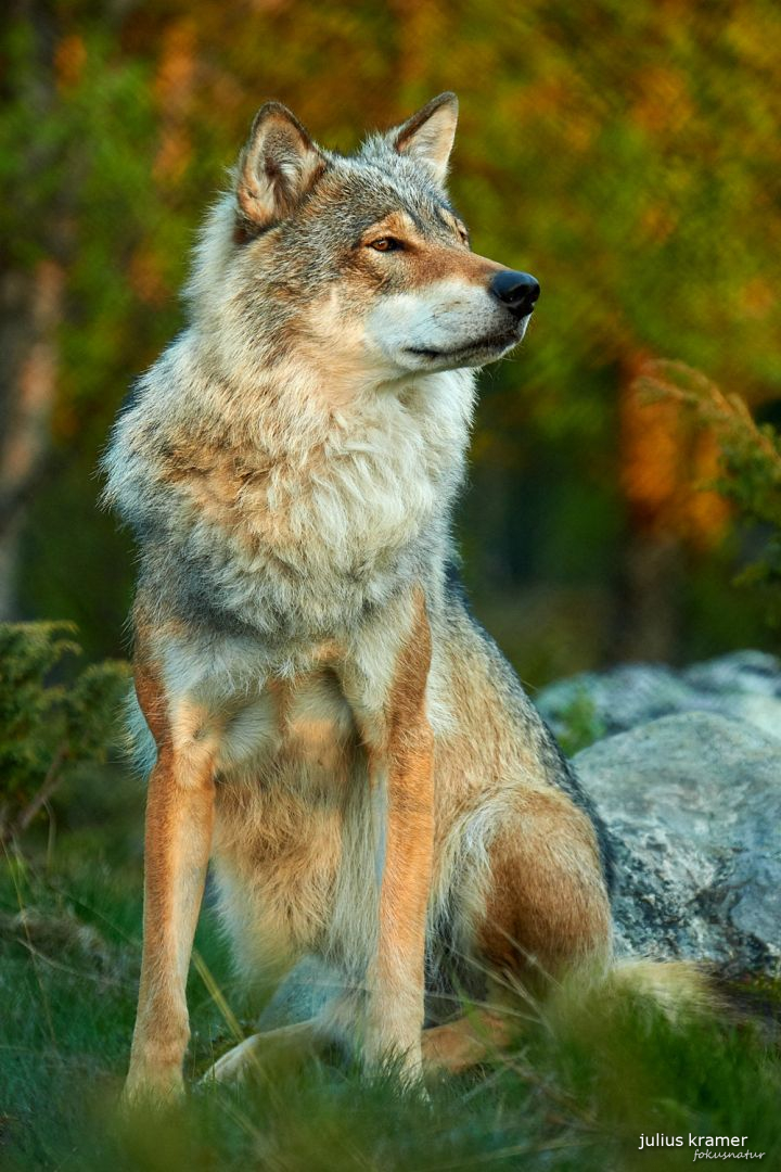 Europäischer Wolf (Canis lupus)