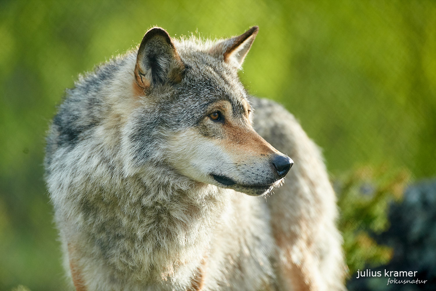 Europäischer Wolf (Canis lupus)