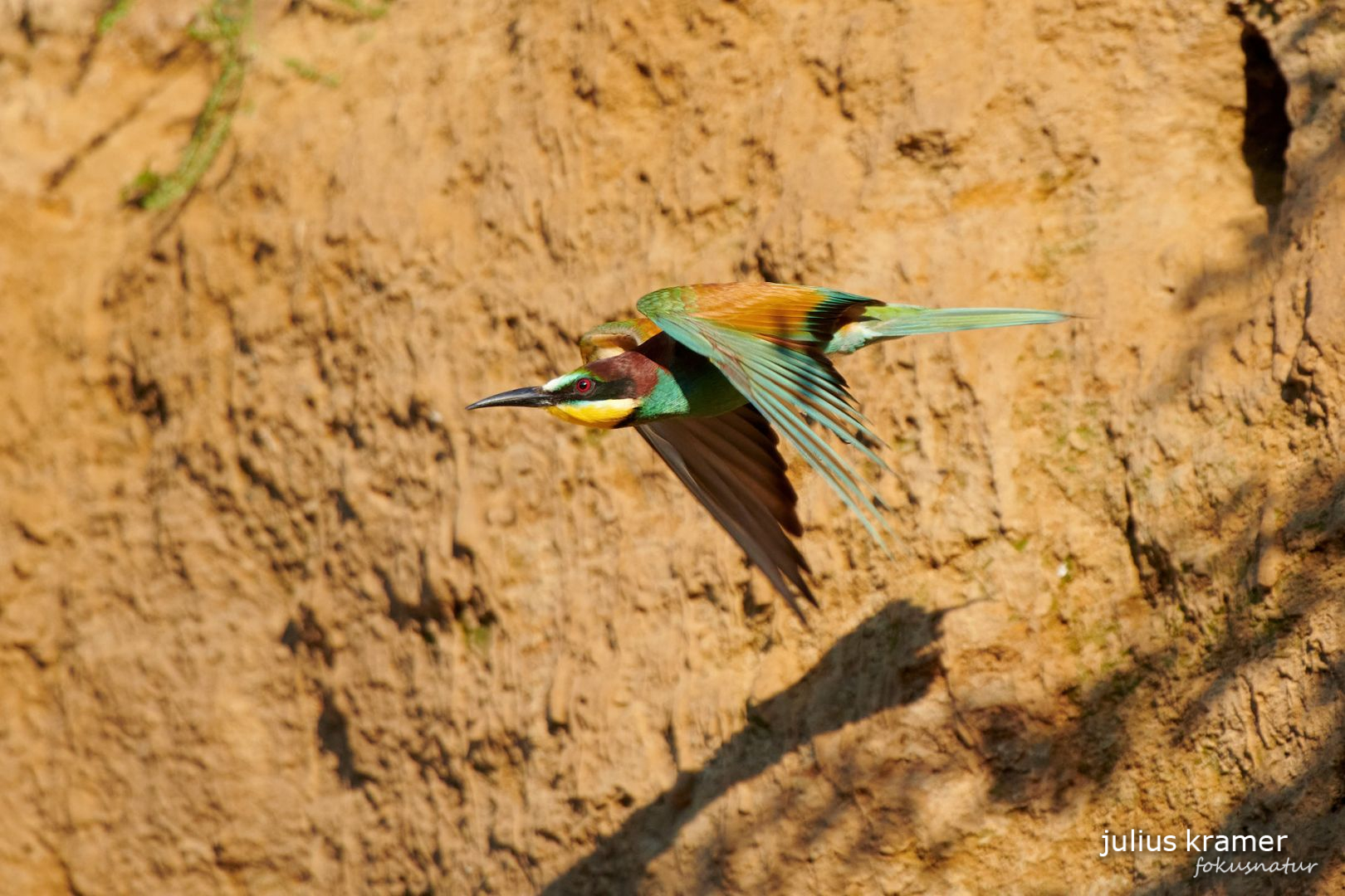 Bienenfresser im Flug