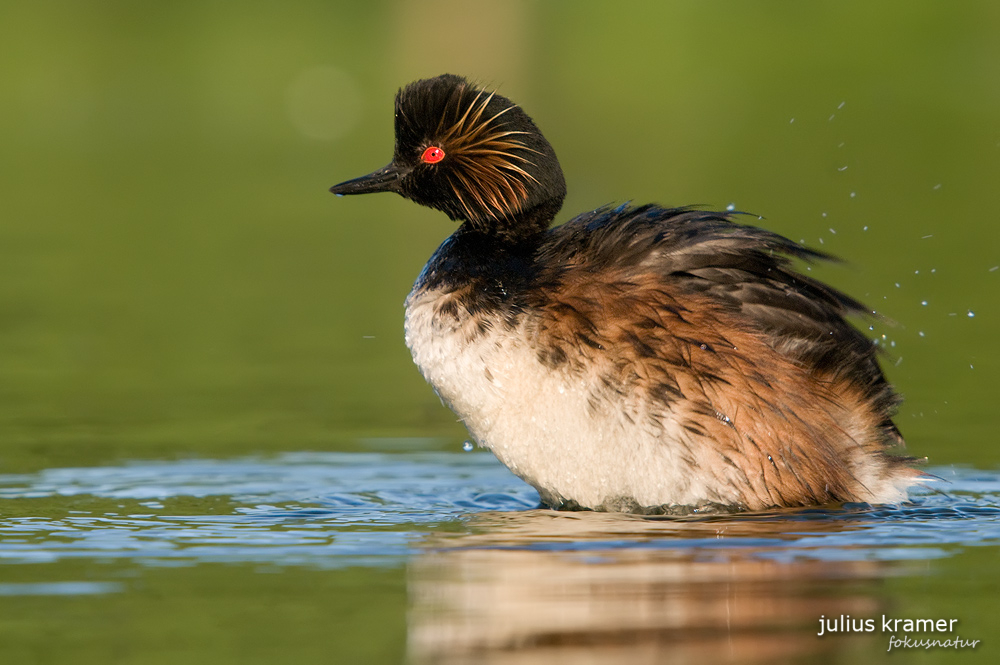 Schwarzhalstaucher (Podiceps nigricollis)