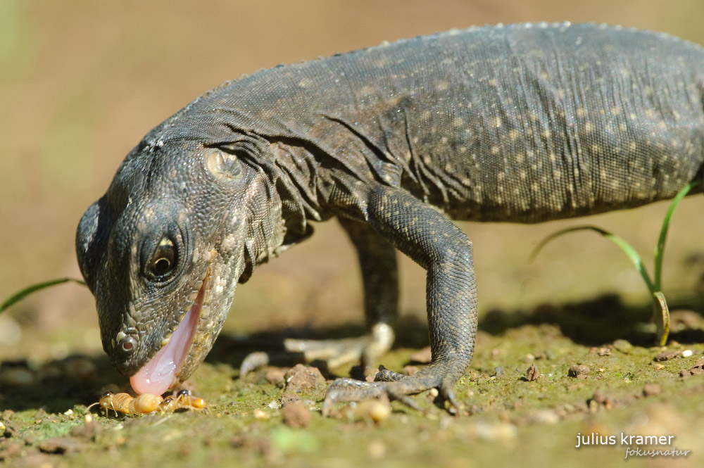 Utila-Leguan - Ctenosaura bakeri_6