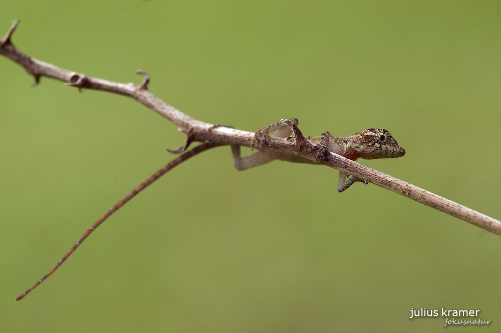 BICA-Anolis - Norops bicaorum_5