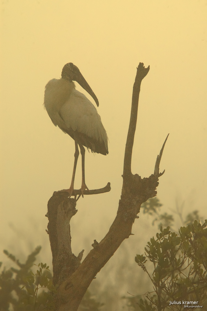 Waldstorch (Mycteria americana)