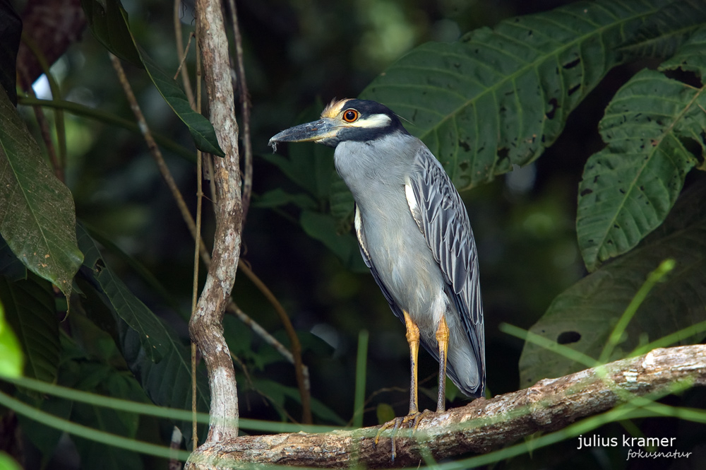 Krabbenreiher (Nyctanassa violacea)