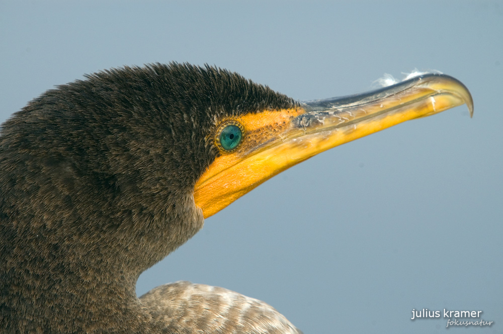 Ohrenscharbe (Phalacrocorax auritus)