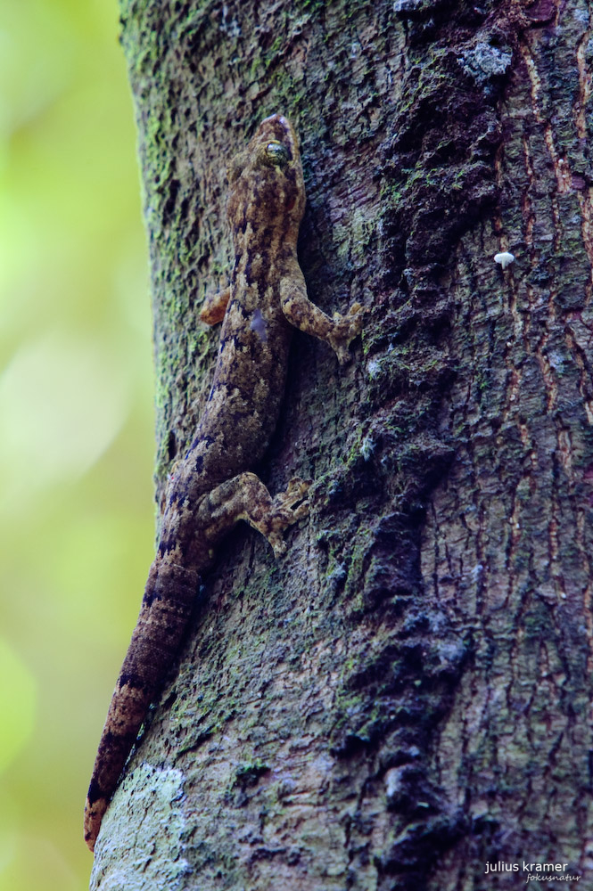 Thecadactylus rapicauda