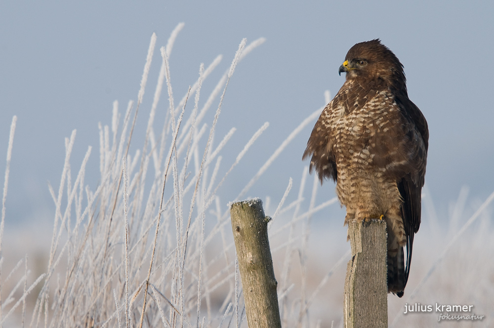 Mäusebussard (Buteo buteo)