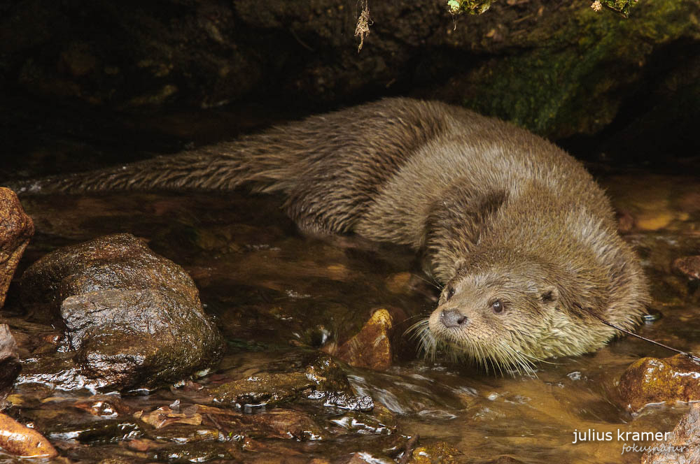 Fischotter (Lutra lutra) - C