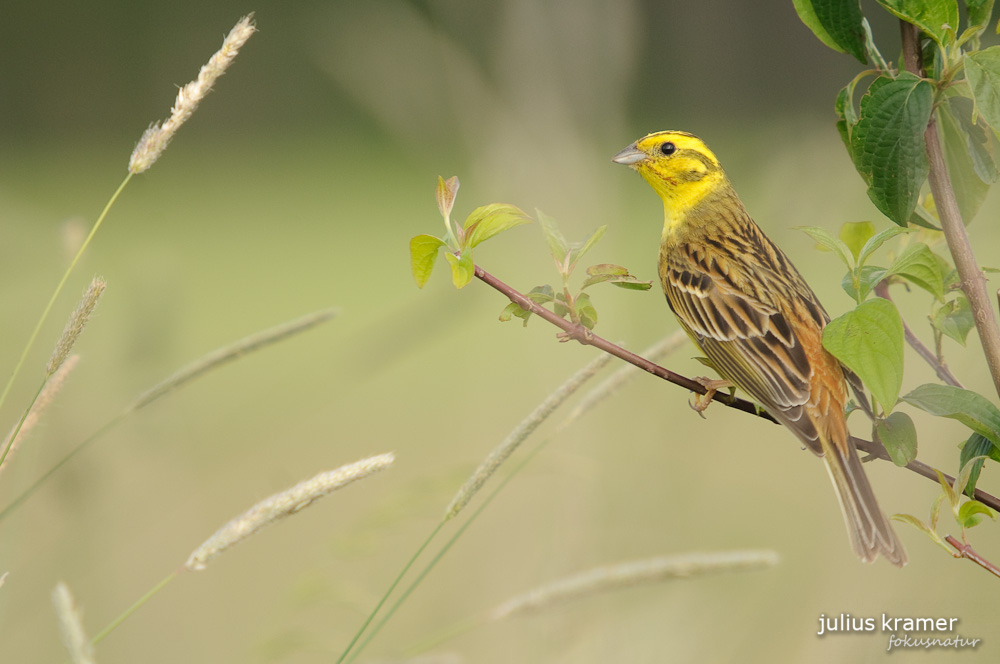 Goldammer (Emberiza citrinella)