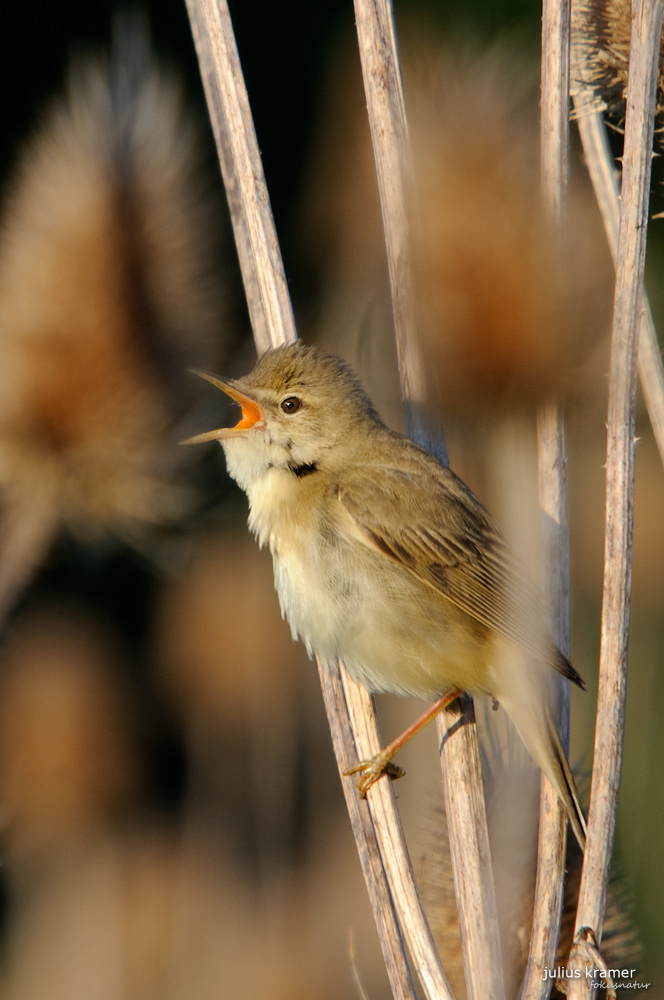 Sumpfrohrsänger (Acrocephalus palustris)