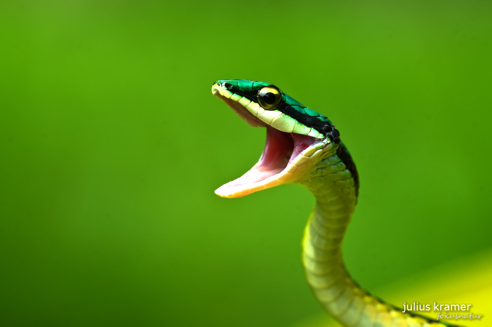 Papageienschlange (Leptophis mexicana)