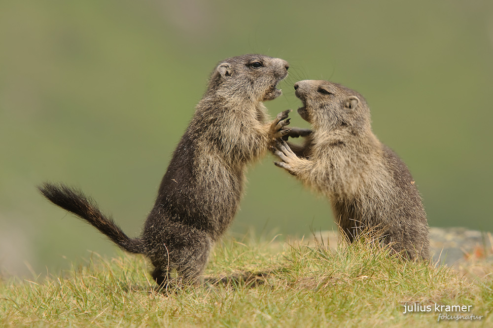 Spielende Murmeltiere (Marmota marmota)