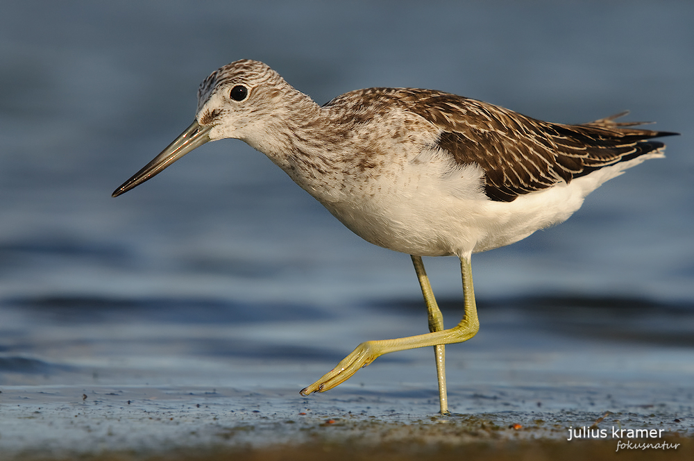 Grünschenkel (Tringa nebularia)