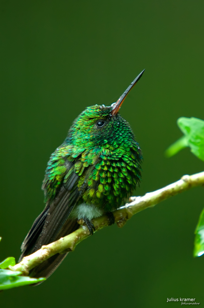 Gabelschwanzkolibri (Chlorostilbon canivetii)