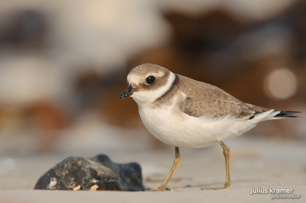 Sandregenpfeifer (Charadrius hiaticula)