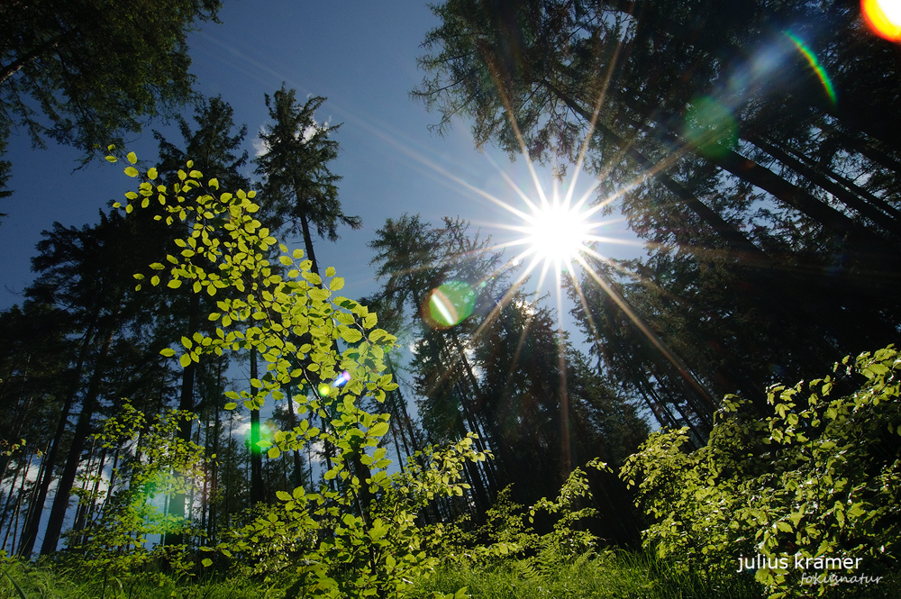 Lichtung im Fichtenwald