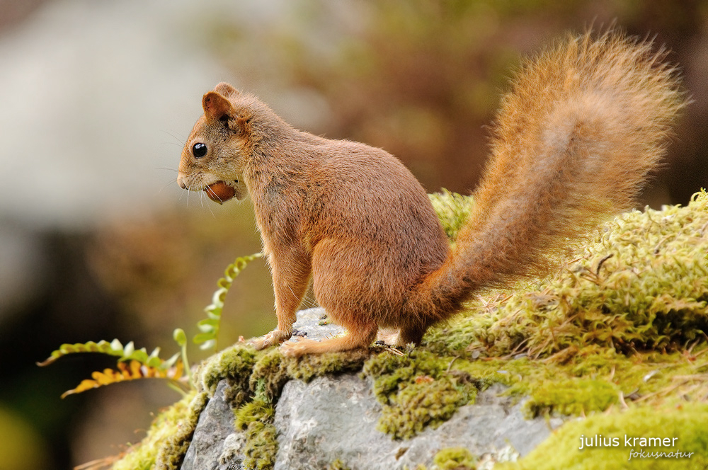 Eichhörnchen (Sciurus vulgaris)