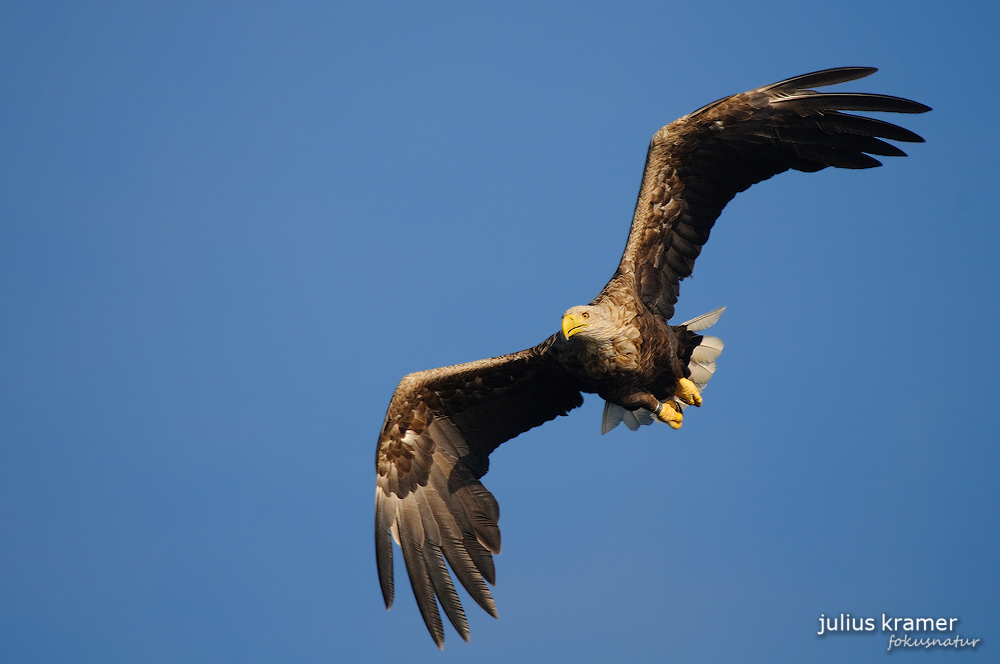 Seeadler (Haliaeetus albicilla) im Flug