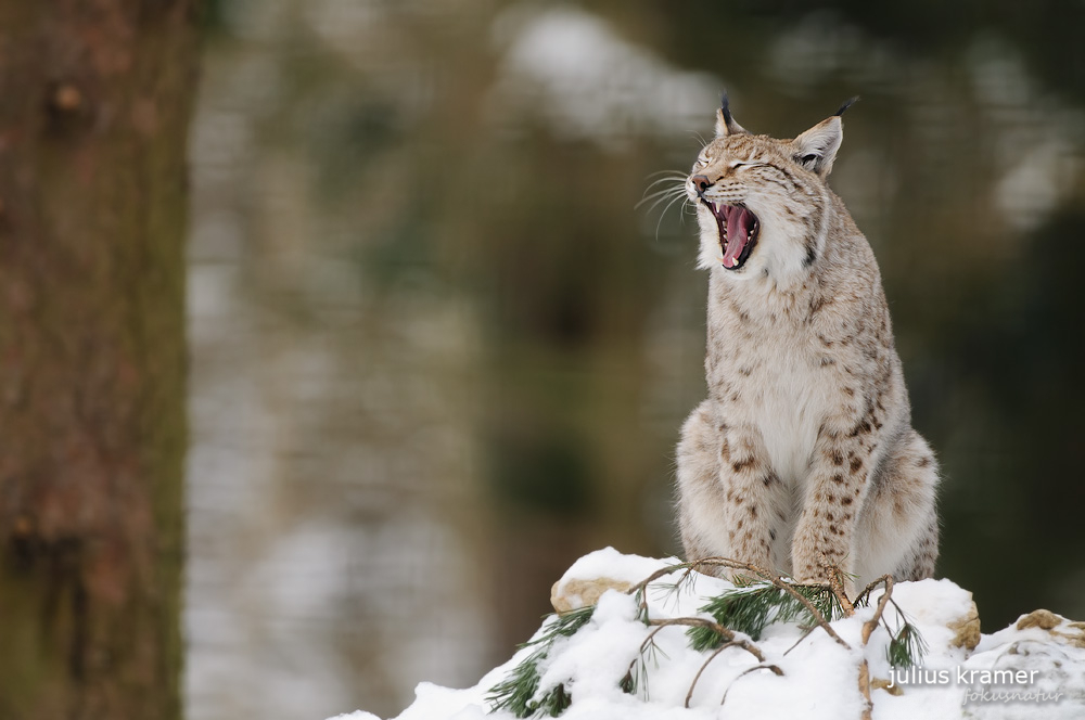 Luchs (Lynx lynx)