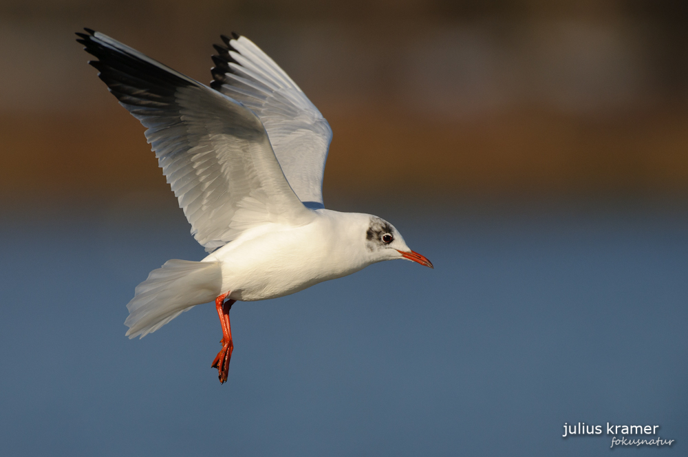 Lachmöwe (Larus ridibundus)