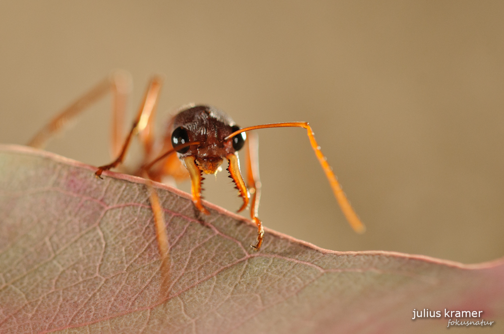 Bulldog-Ameise (Myrmecia nigriceps)