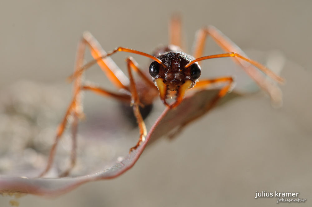 Bulldog-Ameise (Myrmecia nigriceps)