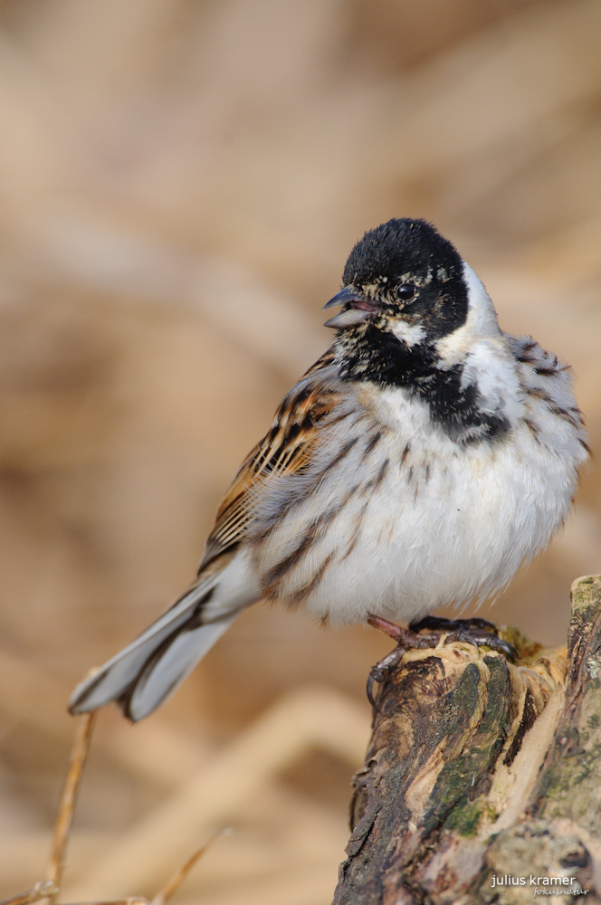 Männliche Rohrammer (Emberiza schoeniclus)