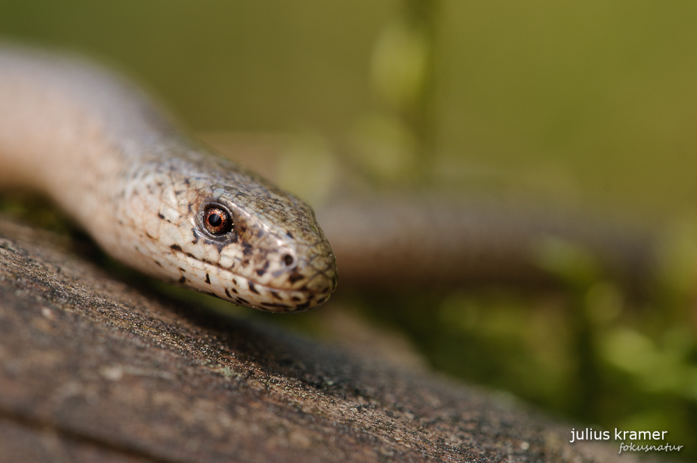 Blindschleiche (Anguis fragilis)