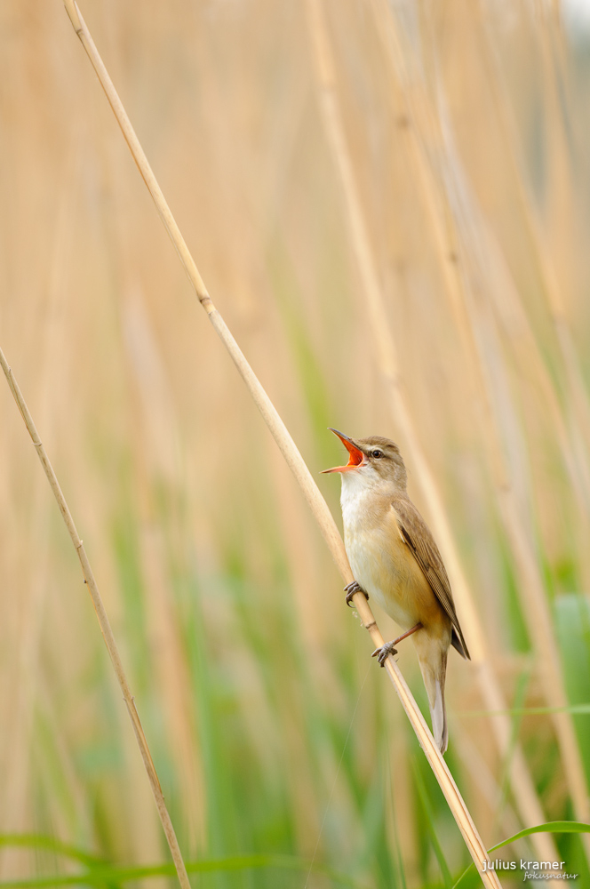 Drosselrohrsänger (Acrocephalus arundinaceus) 