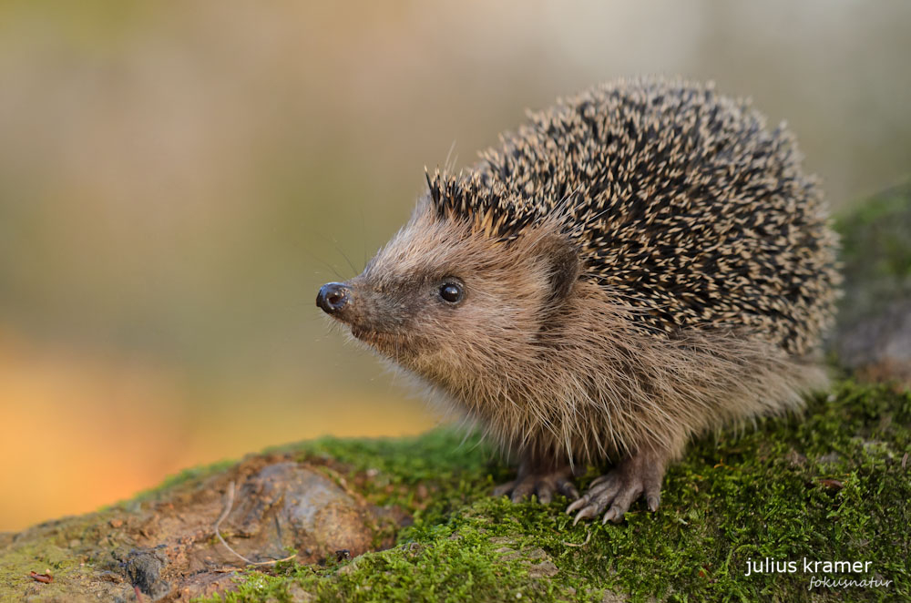 Braunbrustigel (Erinaceus europaeus)