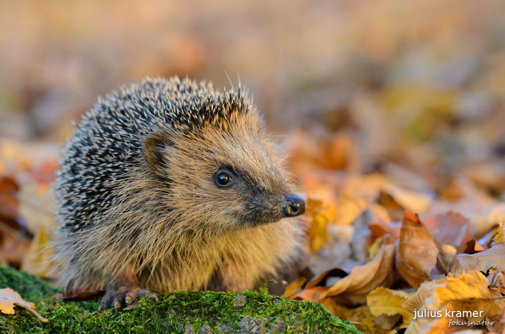 Igel (Erinaceus europaeus)