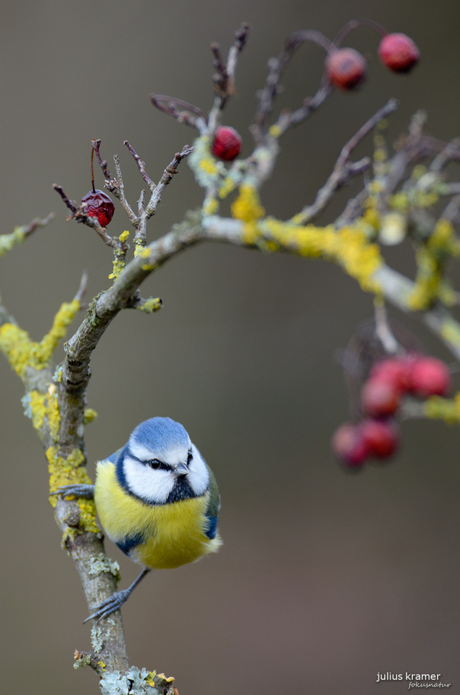 Blaumeise (Parus caeruleus)