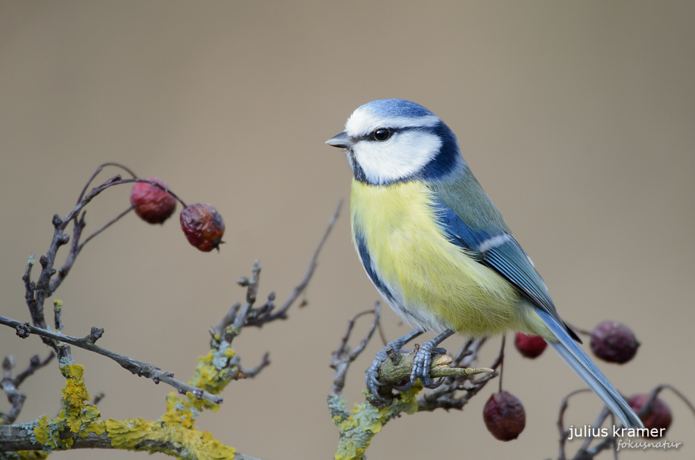 Blaumeise (Parus caeruleus)