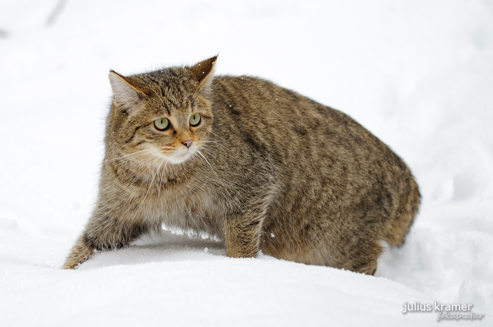 Wildkatze im Tiefschnee