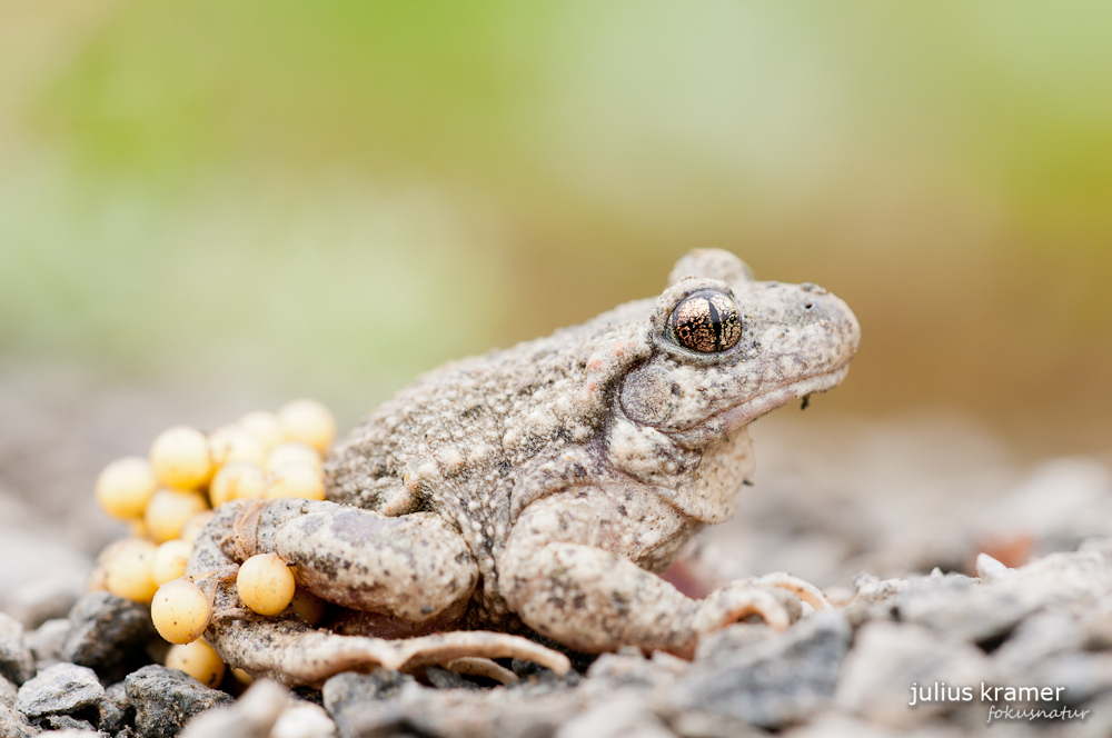 Geburtshelferkröte (Alytes obstetricans)