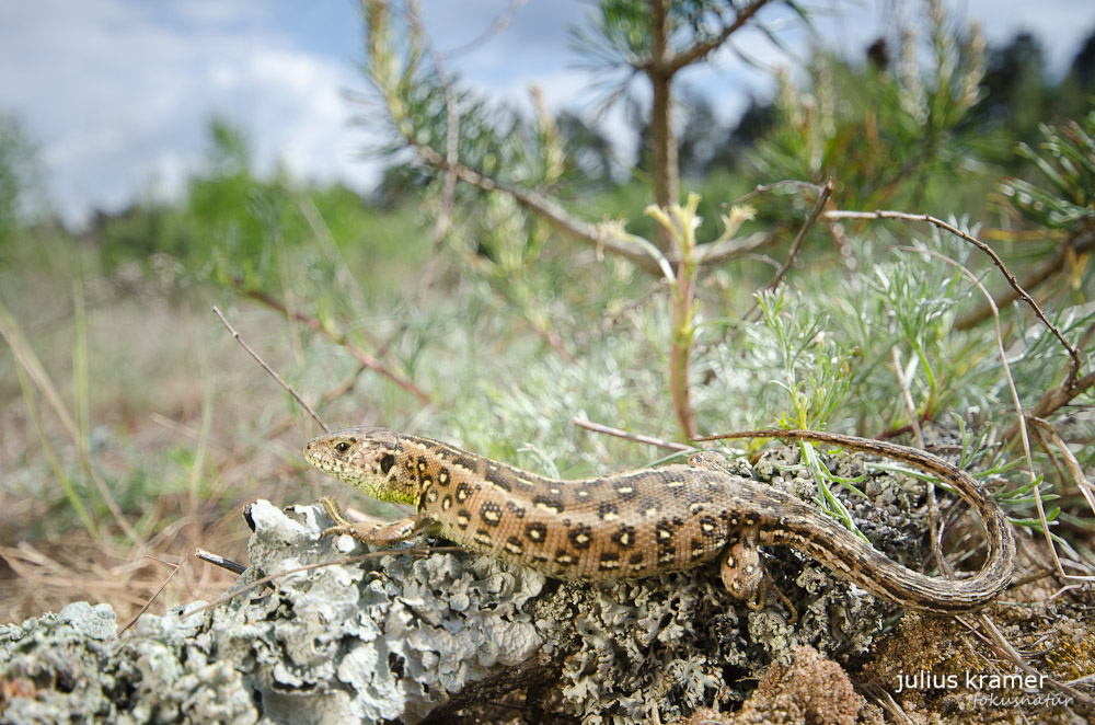 Weibliche Zauneidechse (Lacerta agilis)