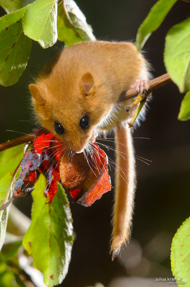 Haselmaus (Muscardinus avellanarius)