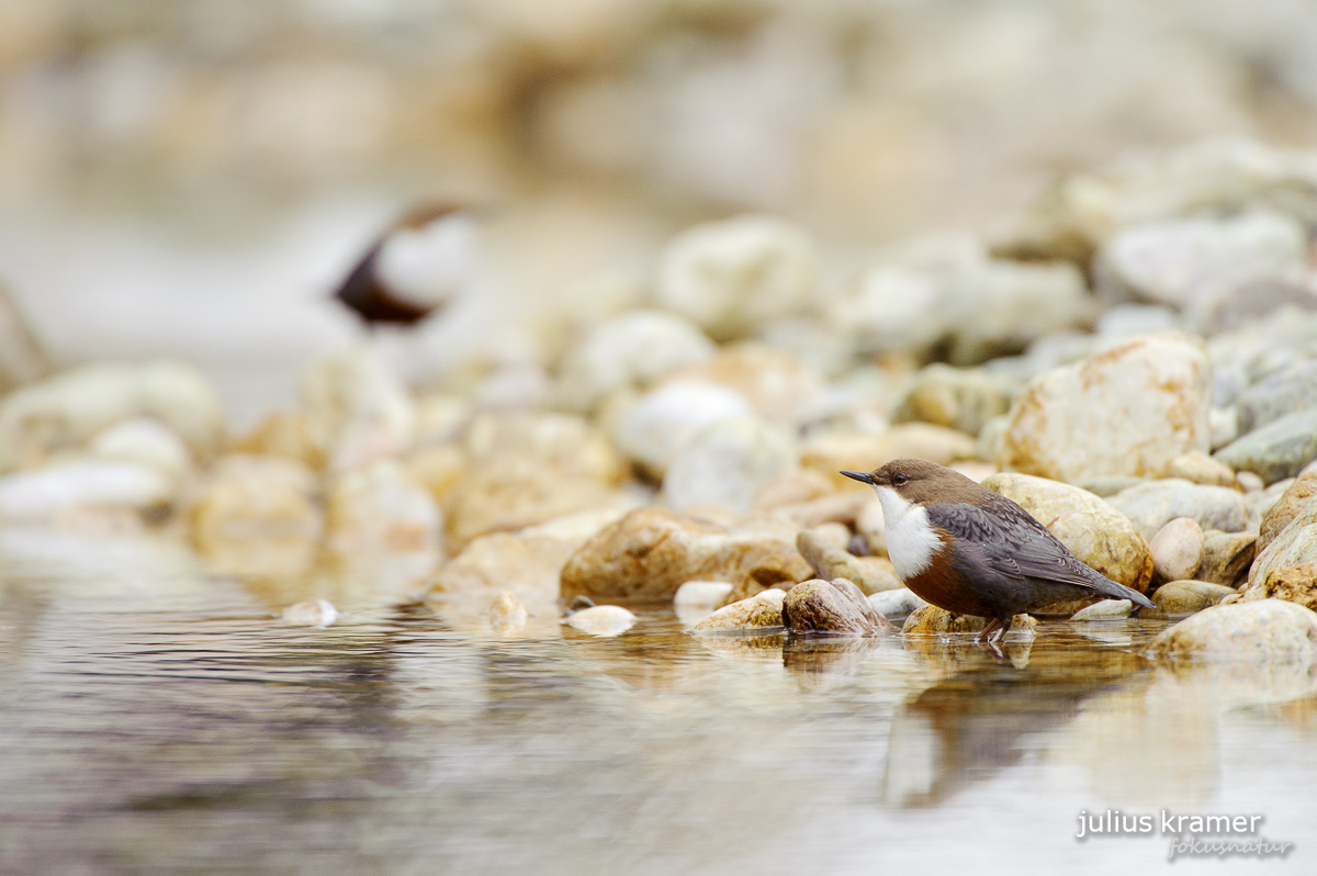 Wasseramsel (Cinclus cinclus)