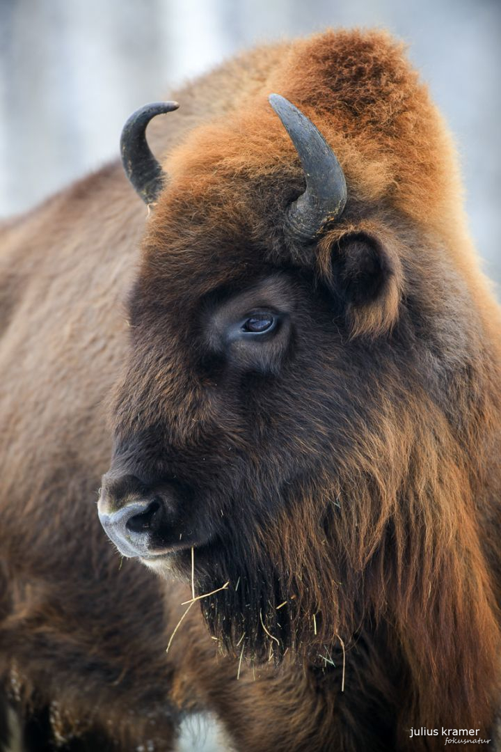 Wisent (Bison bonasus)