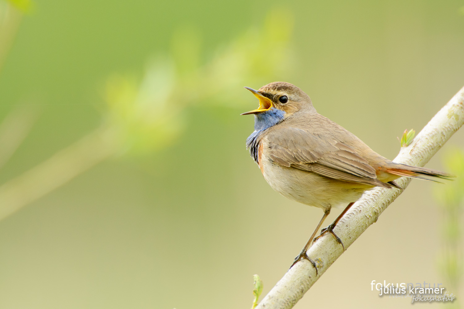 Blaukehlchen (Luscinia svecica)