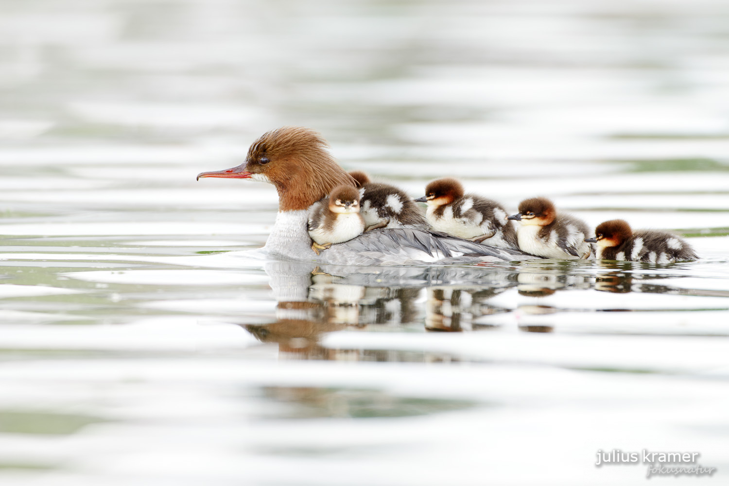 Gänsesäger (Mergus merganser)