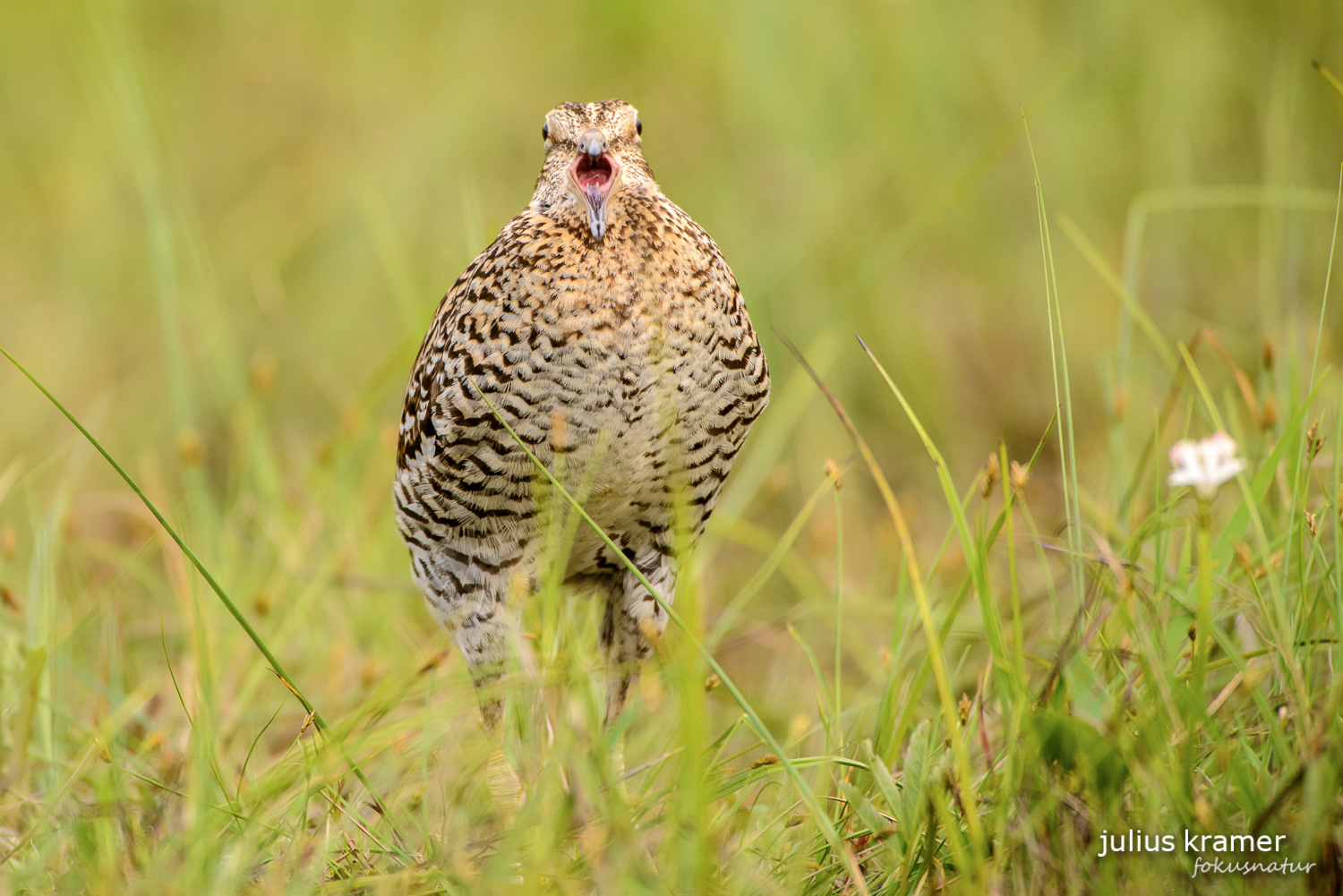 Doppelschnepfe (Gallinago media)