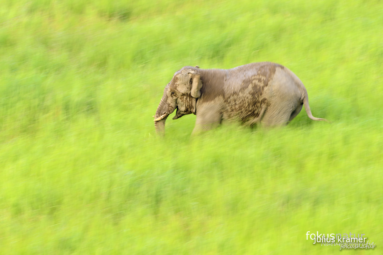 Asiatischer Elefant (Elephas maximus)