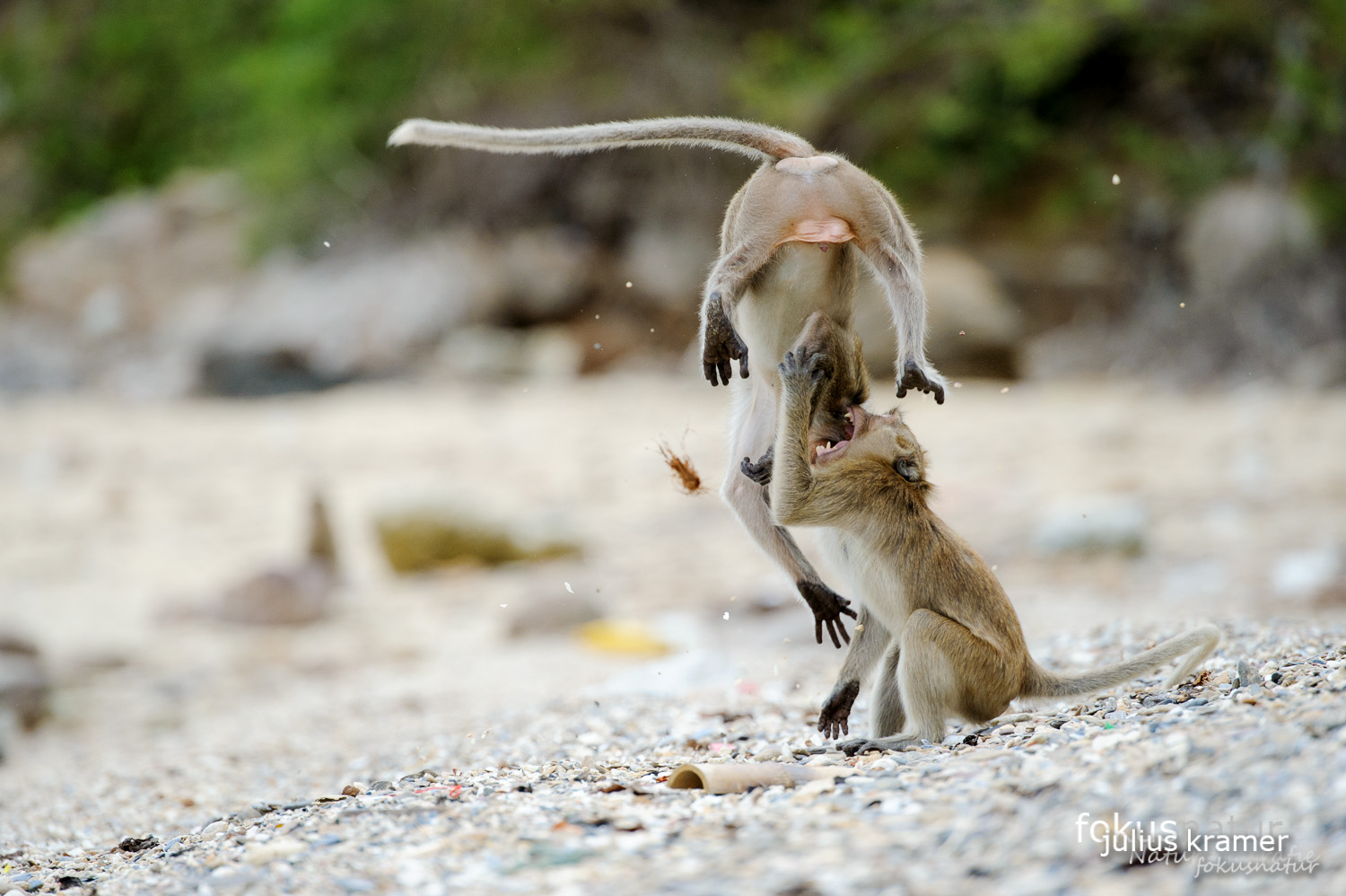 Javaneraffe (Macaca fascicularis)